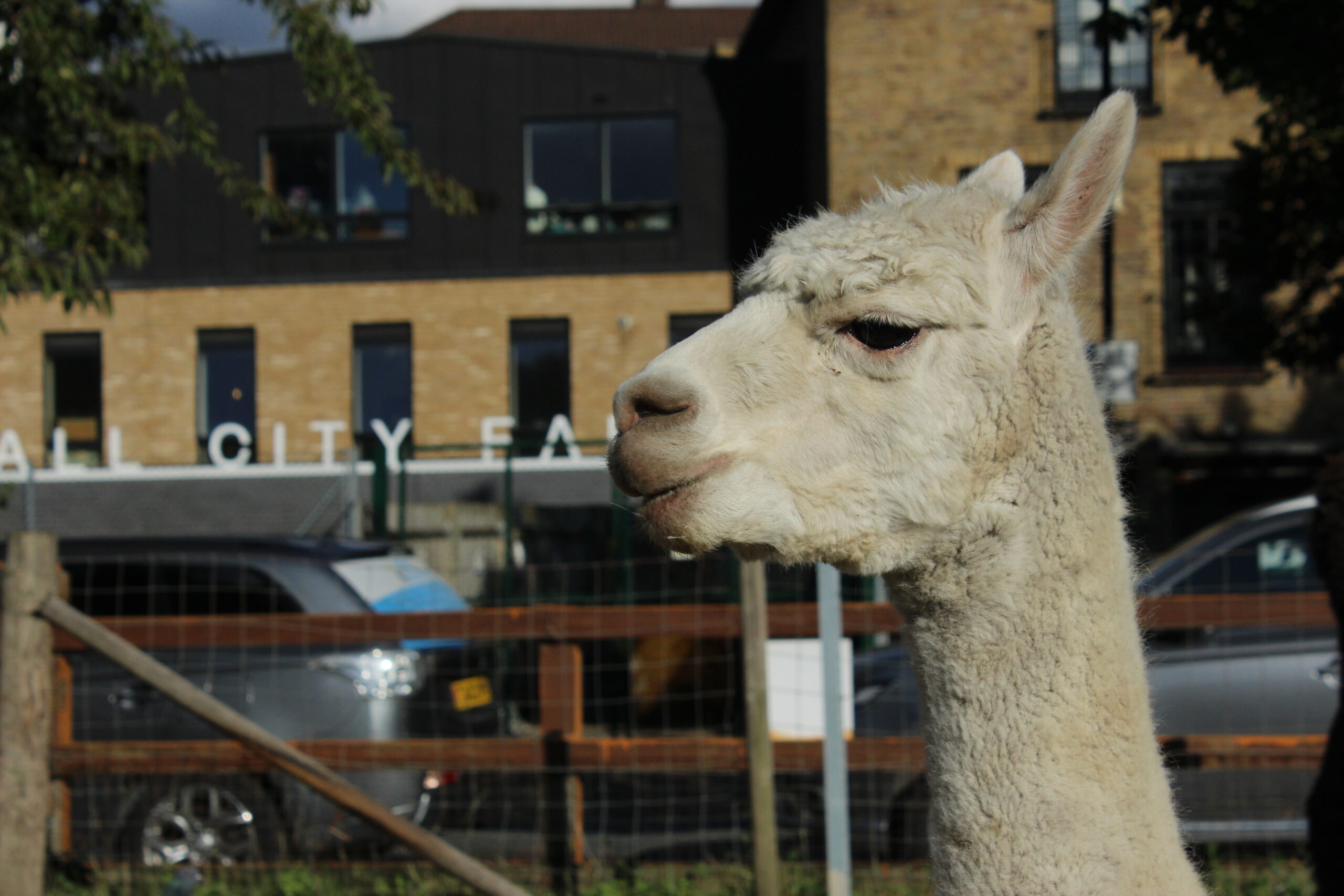 Alpacas Alpacas Alpacas Vauxhall City Farm