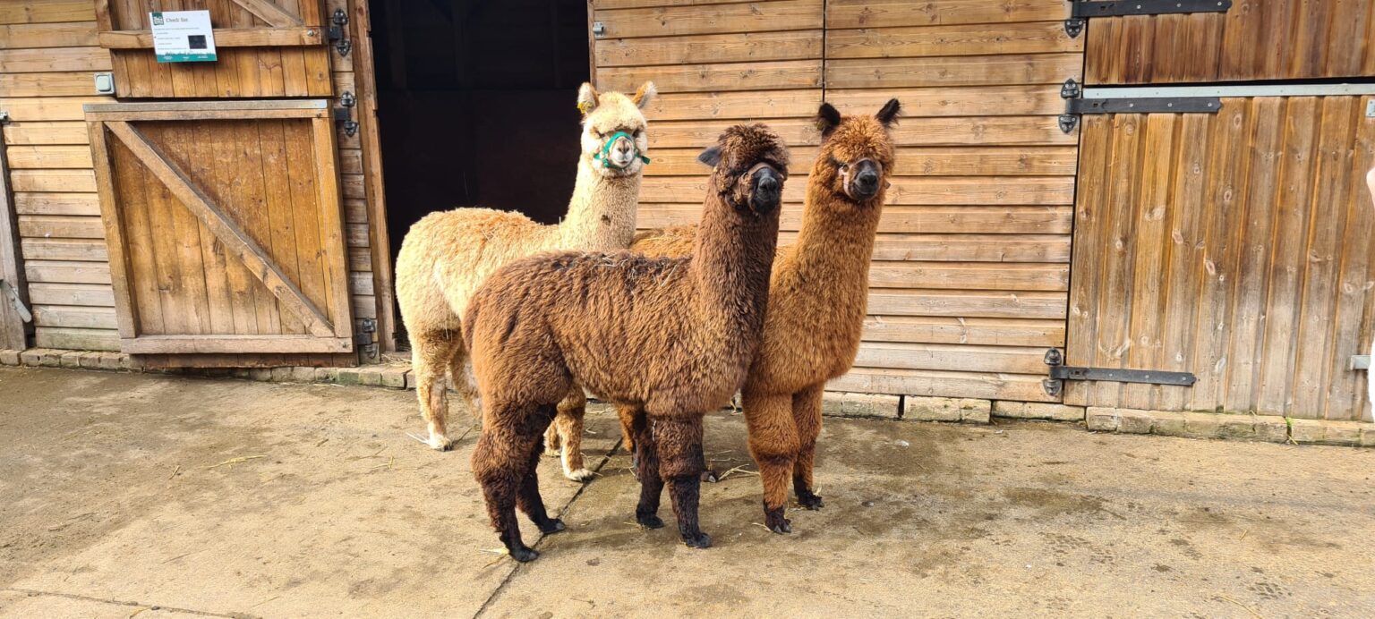 Alpacas Vauxhall City Farm