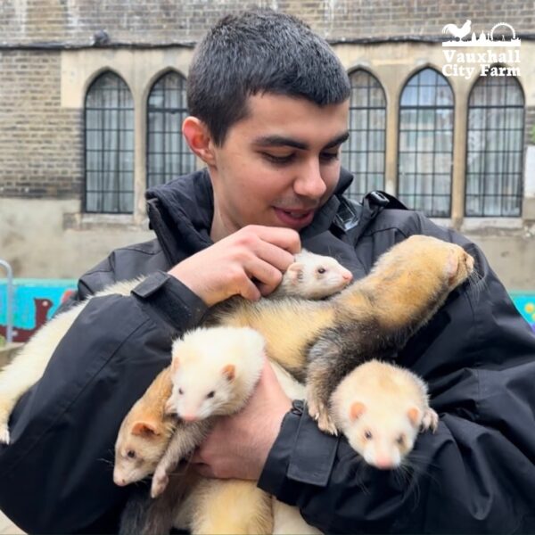 Animal Adoption: The Ferrets