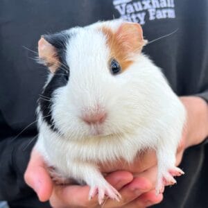 Animal Adoption (Mento & friends)