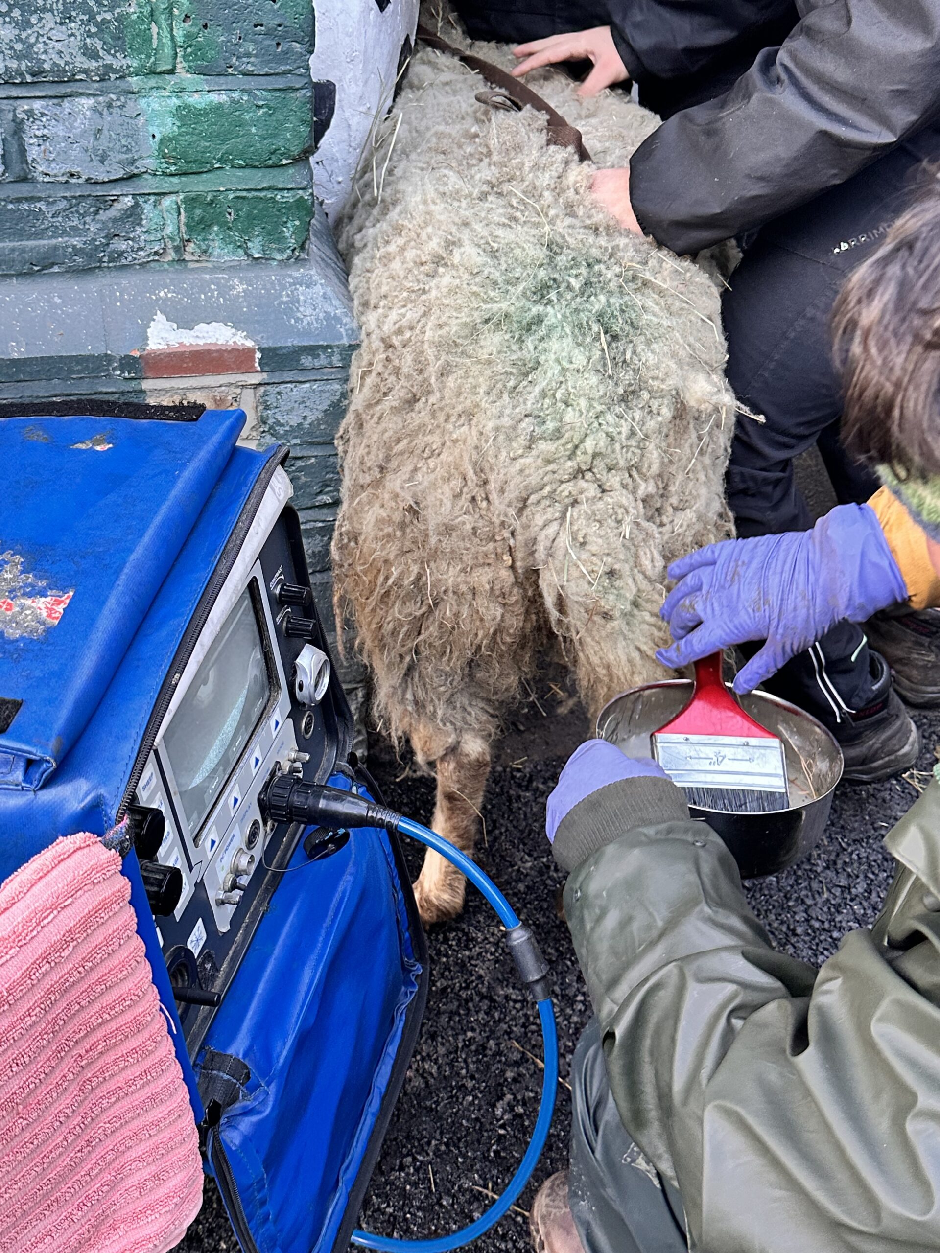 sheep getting scanned at Vauxhall City Farm